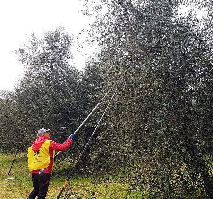 Imparare a potare bene gli olivi Due giorni di lezione al podere 
