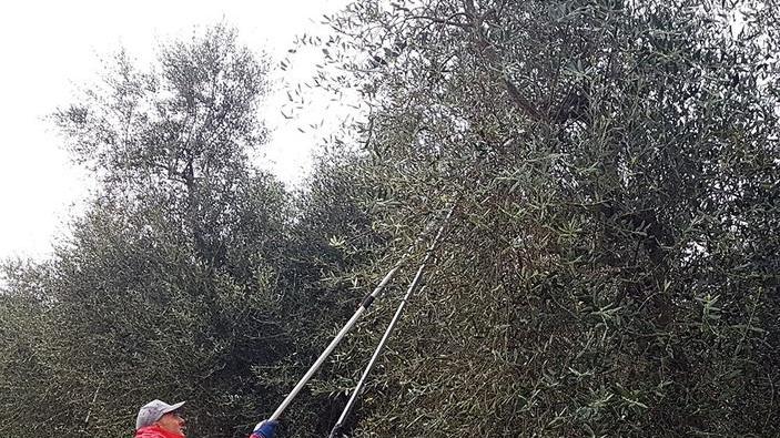 Imparare a potare bene gli olivi Due giorni di lezione al podere