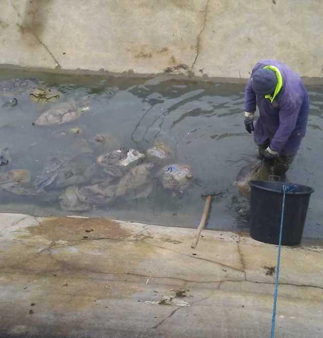 Rifiuti gettati nel canale irriguo della Zamiola