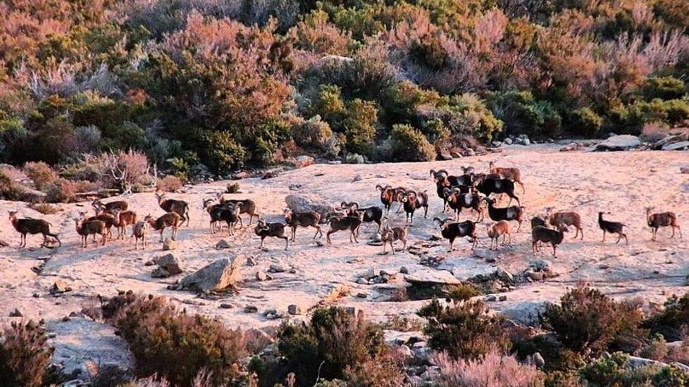 La foto scattata da Alessio Gambini che ritrae il branco di mufloni