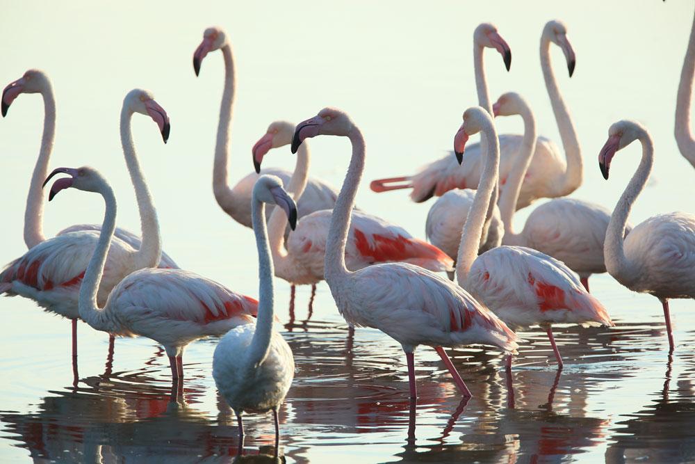 Un gruppo di fenicotteri rosa fotografato da Fabio Cianchi