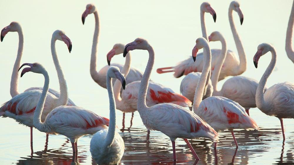 Un gruppo di fenicotteri rosa fotografato da Fabio Cianchi