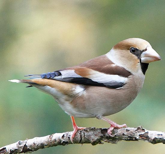 Birdwatching invernale da domenica prossima ad Arnovecchio area naturale protetta 