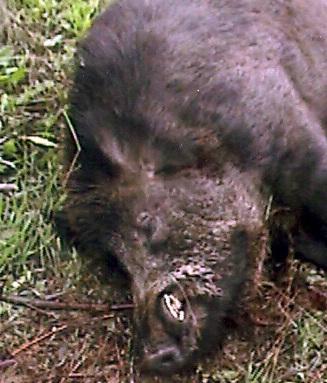 Cinghiali morti, denunciata la veterinaria