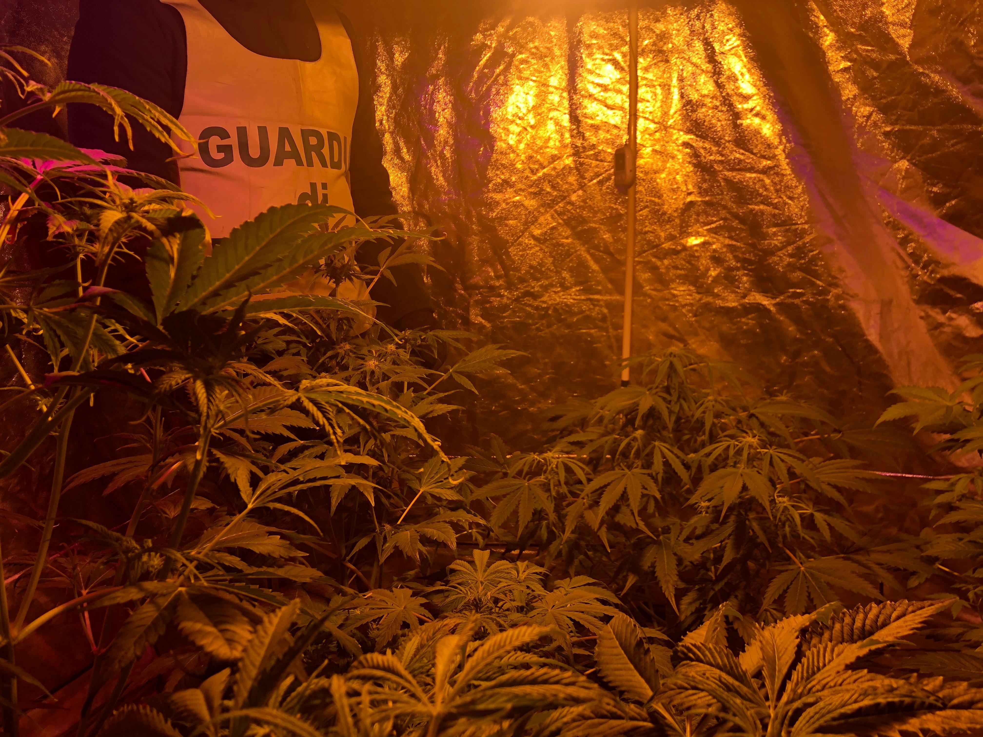 Serra in casa per coltivare marijuana, denunciato trentenne