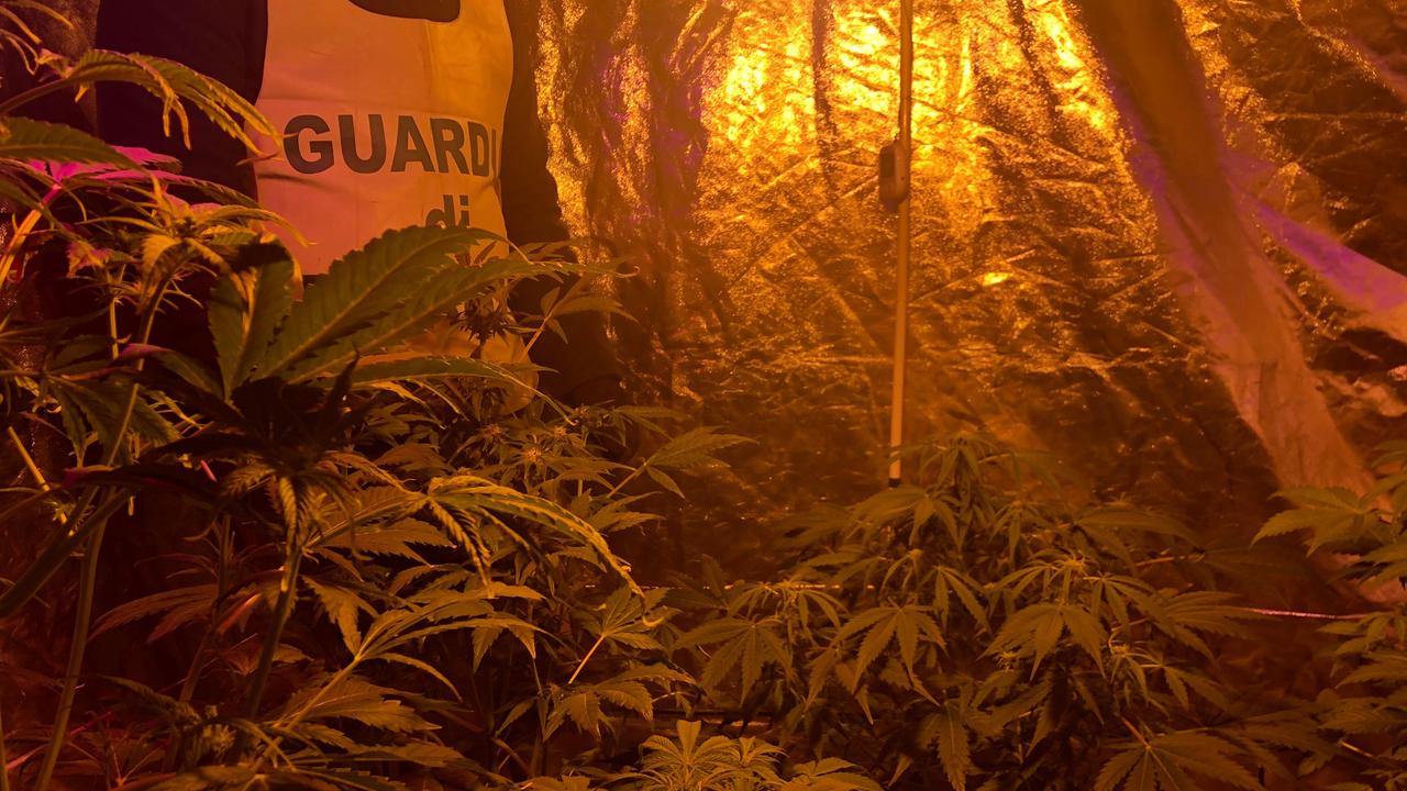Serra in casa per coltivare marijuana, denunciato trentenne