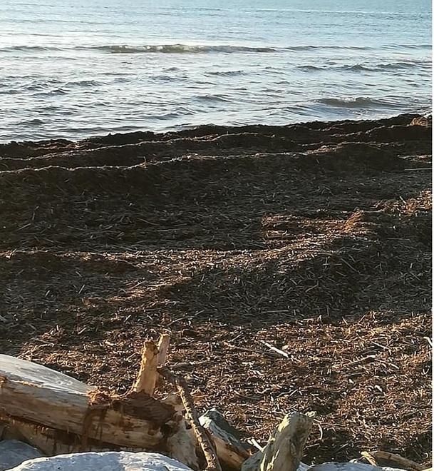 Spiaggia invasa dal lavarone a Marina di Carrara. La pulizia non è ancora partita 
