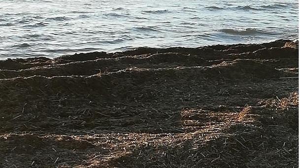 Spiaggia invasa dal lavarone a Marina di Carrara. La pulizia non è ancora partita