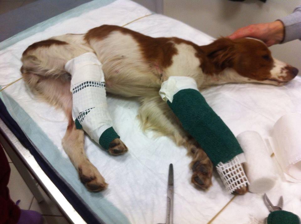Ambulanze veterinarie. Pronto intervento per il soccorso animali 