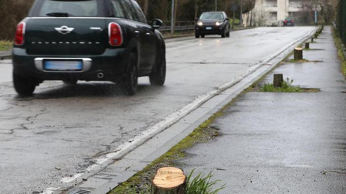 «Trecento nuovi alberi grazie al piano della giunta Bellandi»