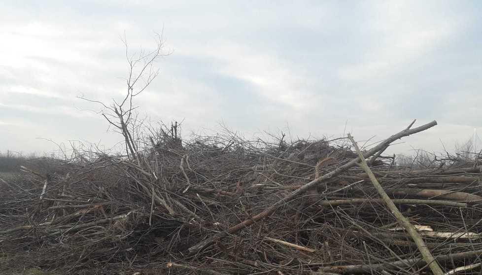 «Zona fiere disboscata»