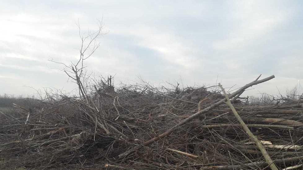 «Zona fiere disboscata»
