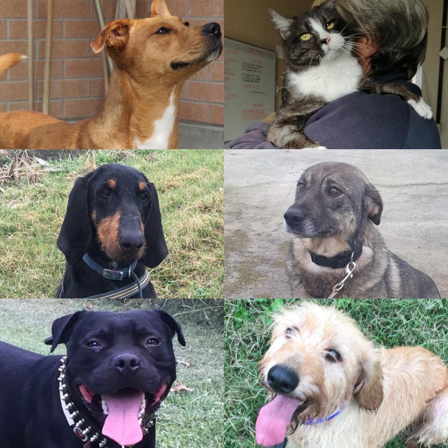 Adozioni, cani e gatti in cerca di casa