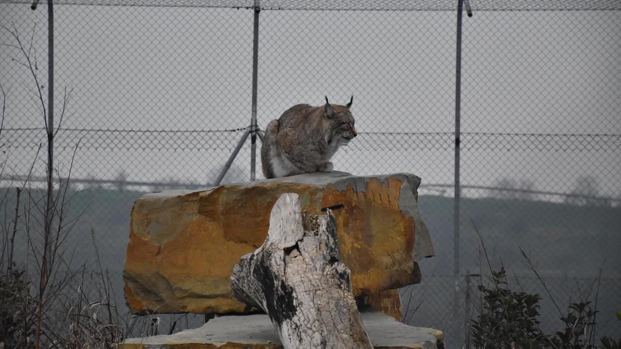 Modena, 4mila animali salvati dal Centro Il pettirosso nel 2019