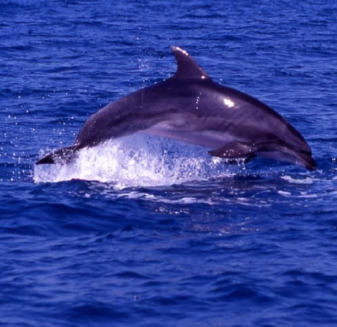 Porzione di mare riservata alla salvaguardia dei delfini