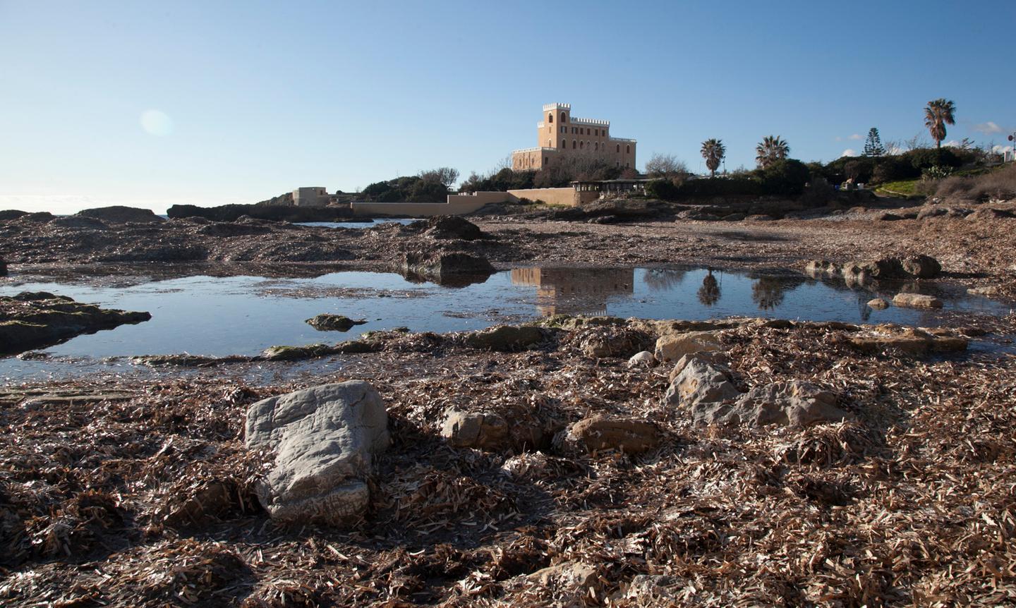 Le alghe sommergono il mare 