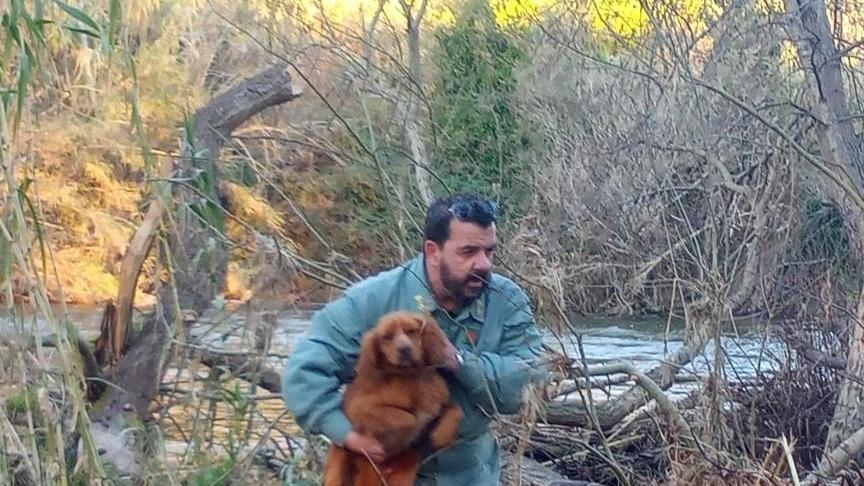 Intrappolato in un isolotto: cagnolino salvato dalla forestale a Fordongianus