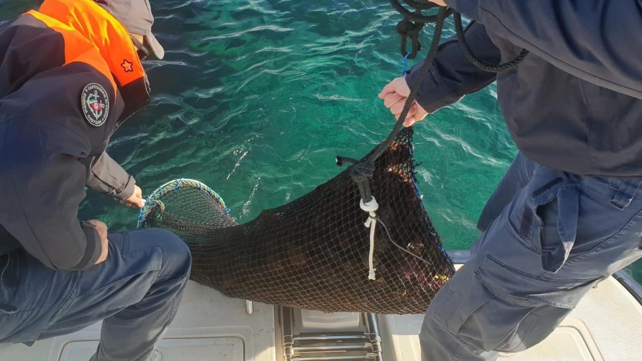 Olbia, scoperto con 800 ricci di mare: pescatore multato