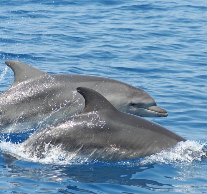 Ecco il mare dei delfini fra Piombino e Pietrasanta 