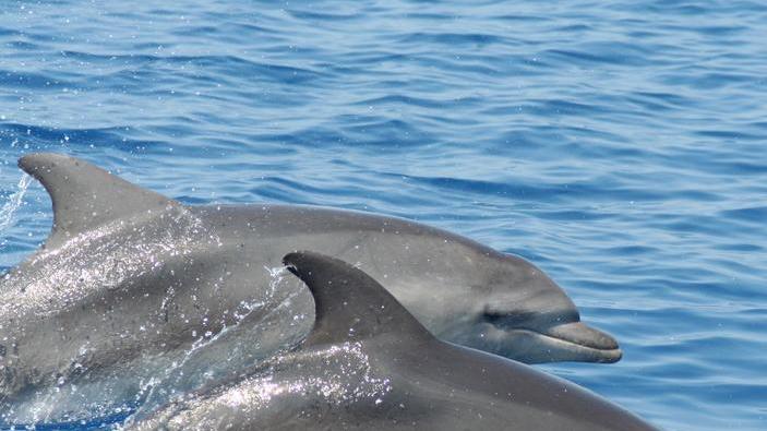 Ecco il mare dei delfini fra Piombino e Pietrasanta