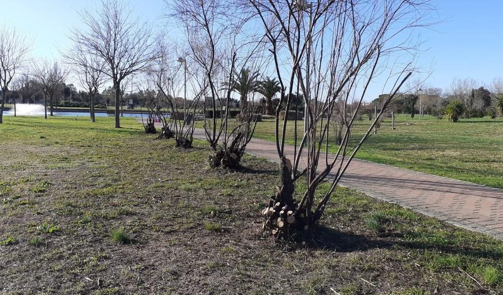 Pini di viale Uranio Dopo l’appello a potarli, ecco il parere di esperti 