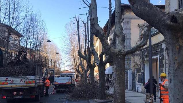 È iniziata la potatura delle piante in città