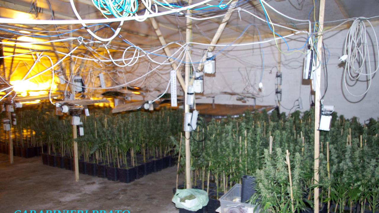 La coltivazione di marijuana sequestrata nel 2014