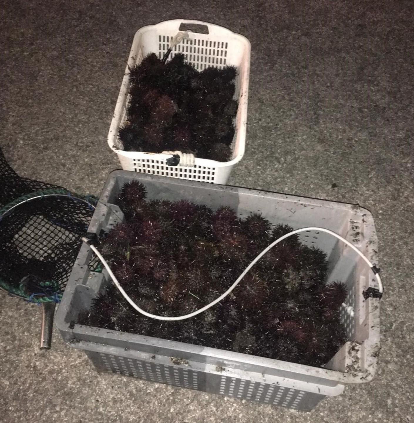 Guardia costiera multato un pescatore abusivo di ricci