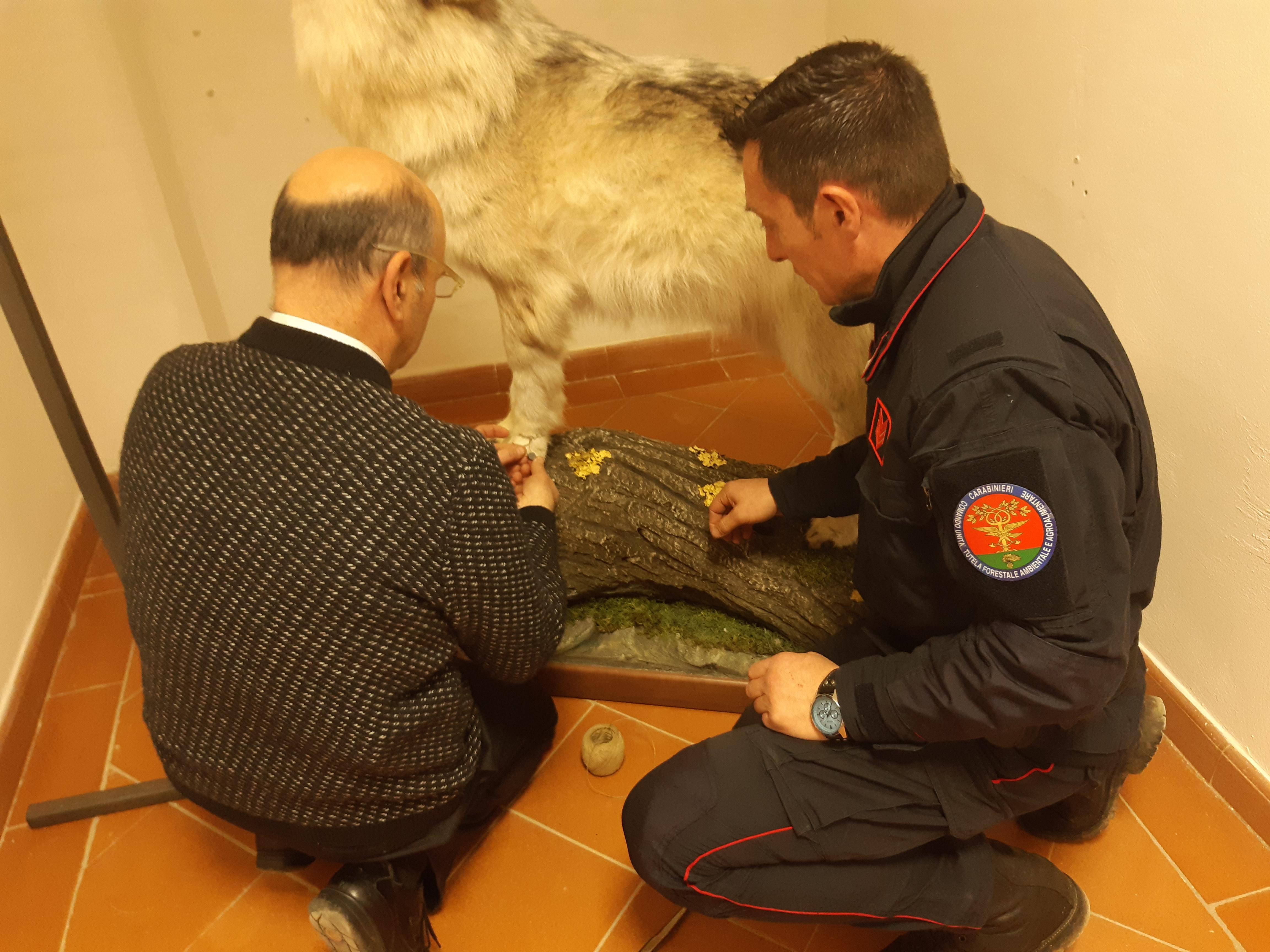 Lupo imbalsamato tenuto illegalmente, denunciato titolare di azienda venatoria