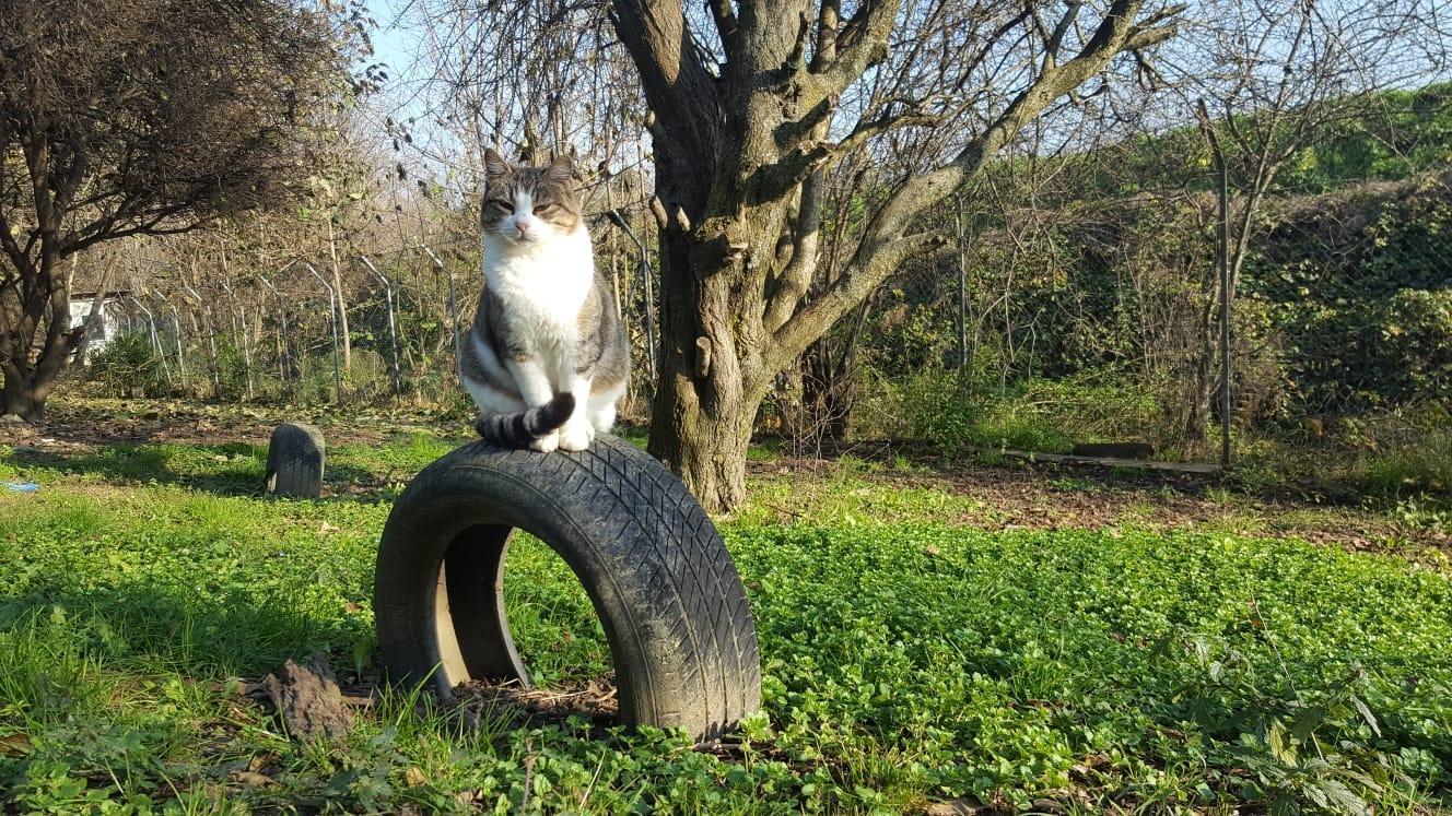 Uno dei gatti ospiti della colonia felina di Bosco
