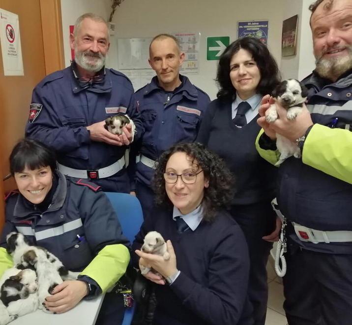 Salvati dai vigili urbani 7 cuccioli abbandonati: ora è caccia al colpevole