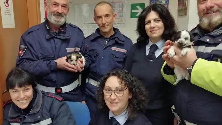 Salvati dai vigili urbani 7 cuccioli abbandonati: ora è caccia al colpevole