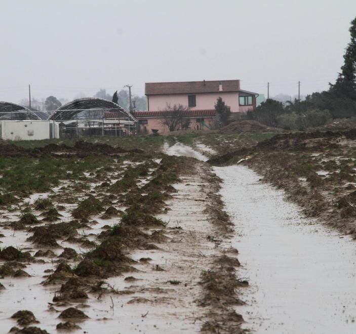 Non ci fu truffa per la vendita di piantine pro alluvionati 