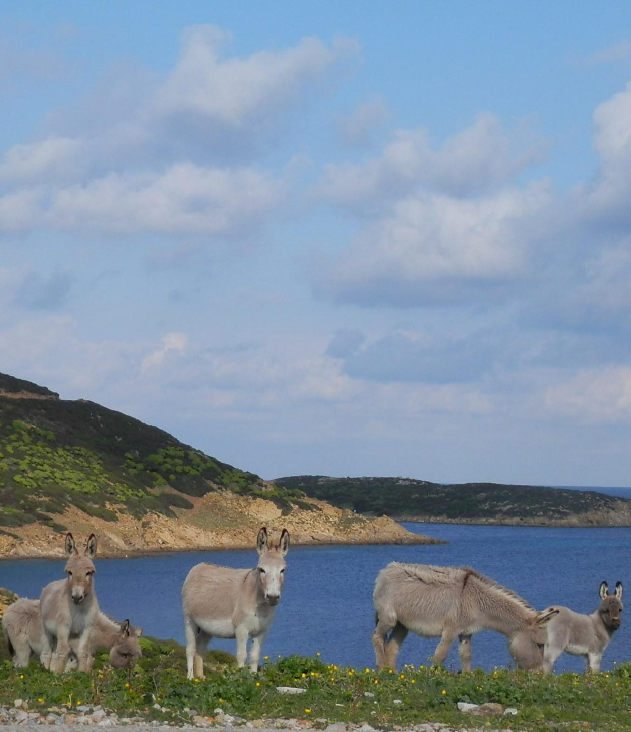 Asinara, organismi scaduti Parco senza guida ufficiale 