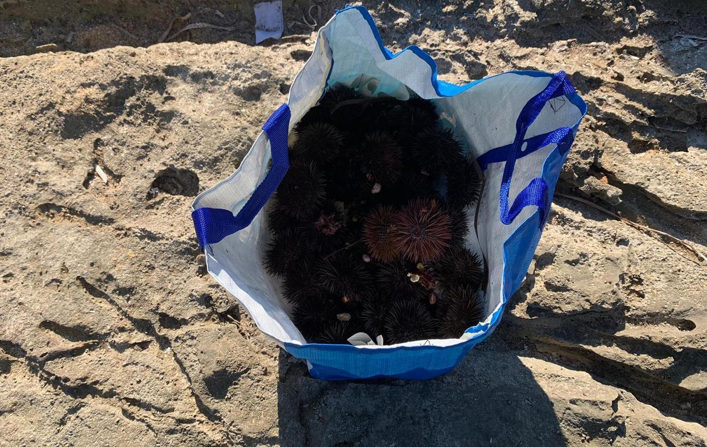 Cabras, pescatori di ricci in trappola 