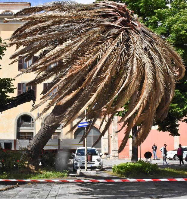 Piazza della palma, in arrivo la nuova pianta“simbolo” 