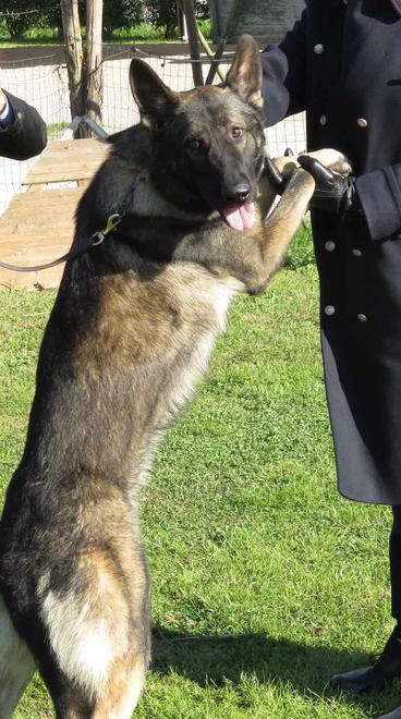 Cani sequestrati dopo la denuncia di un operaio 