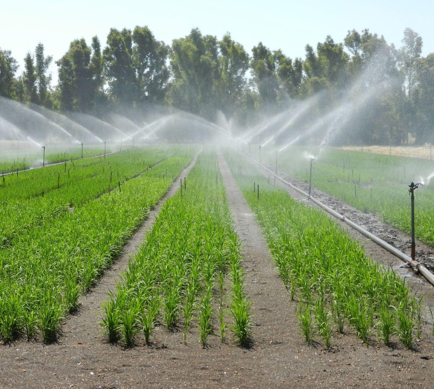 Oristano, il Consorzio chiude i rubinetti per gli agricoltori morosi 