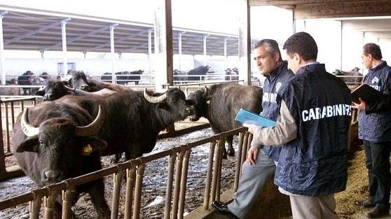 Lavoro nero, bovini non tracciati Il Nas chiude azienda agricola