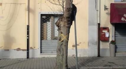Ancora potature in viale Marconi, proteste per il metodo usato 