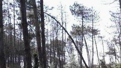 Nasce l'associazione Garden Club: «Vogliamo trasformare la nostra Versilia in un gran giardino»