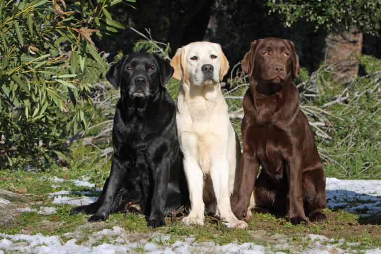 Modena, lascia il labrador in auto sotto il sole: supermulta. Ricorre ed è processato 
