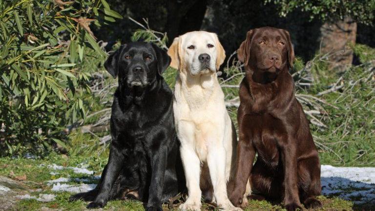 Modena, lascia il labrador in auto sotto il sole: supermulta. Ricorre ed è processato