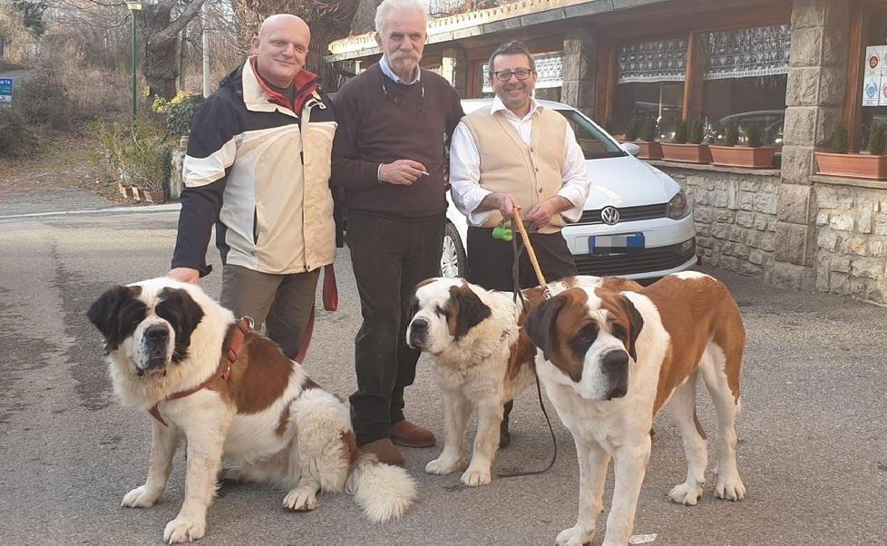 Meravigliosi cuccioloni: i San Bernardo tornano a incontrarsi alle Macinaie 