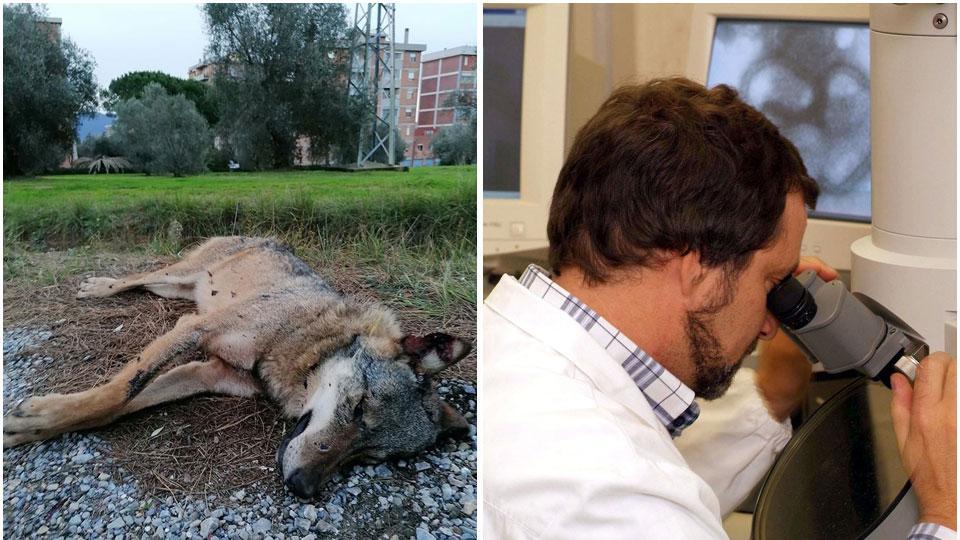 Carcassa in città: allarme lupo, gli esperti non lo escludono