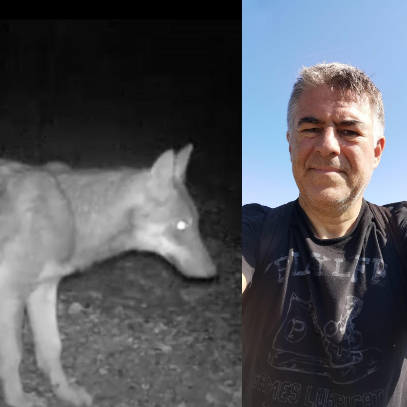 Un cucciolo di lupo  immortalato con la fototrappola e accanto Enrico Ganassi