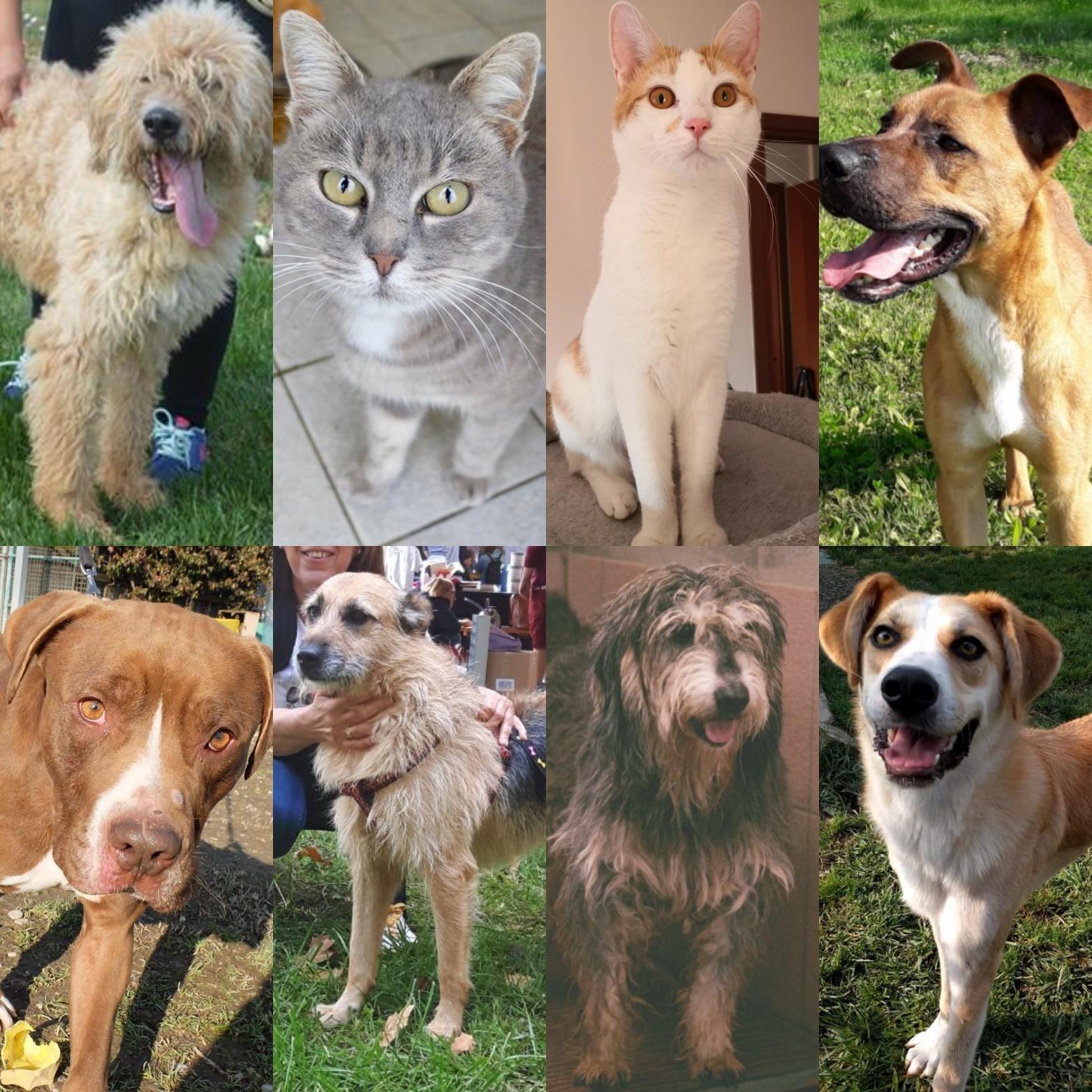 Burt, Astra, Otto e gli altri: cani e gatti che cercano casa