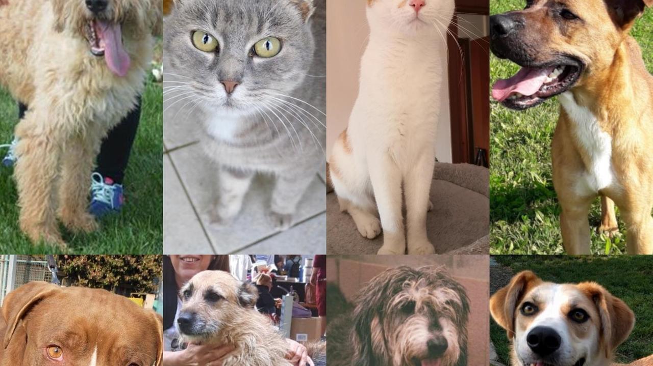 Burt, Astra, Otto e gli altri: cani e gatti che cercano casa