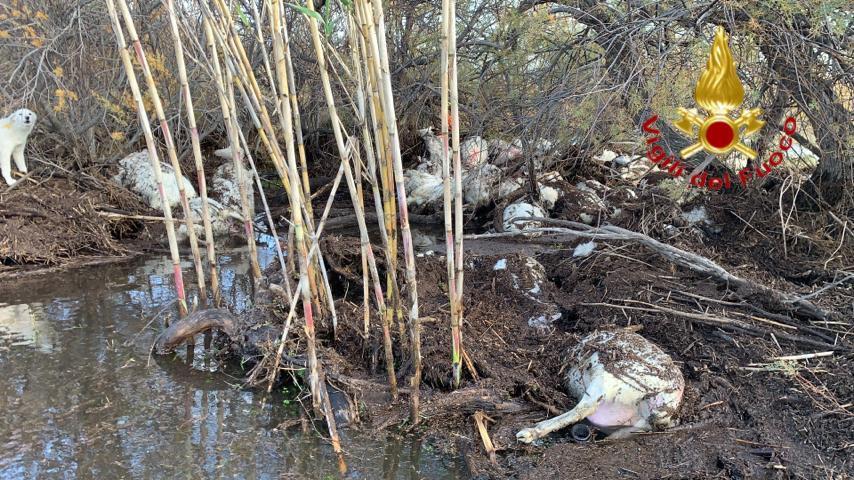 Posada, la piena del fiume uccide 80 pecore 