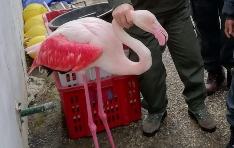 Stintino, salvato un fenicottero rosa in difficoltà 